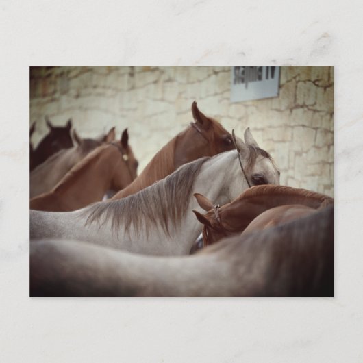 Brown Horses Post Card Postkarte (Vorderseite)