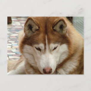 Brown Husky Postcard Postkarte