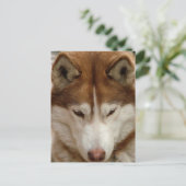 Brown Husky Postcard Postkarte (Stehend Vorderseite)