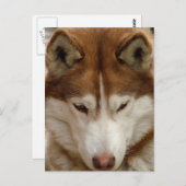 Brown Husky Postcard Postkarte (Vorne/Hinten)