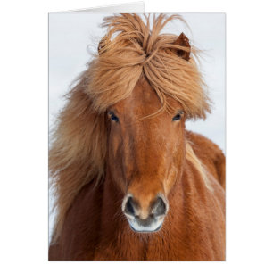 Brown Icelandic Horse Portrait
