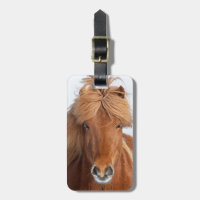 Brown Icelandic Horse Portrait