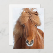 Brown Icelandic Horse Portrait Postkarte (Vorne/Hinten)