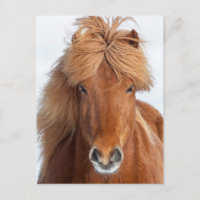 Brown Icelandic Horse Portrait