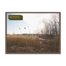 Brown Kittery Seapoint Beach Maine Nature