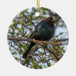 Brown-köpfiger Cowbird Keramik Ornament