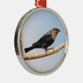 Brown-köpfiger Cowbird Silbernes Ornament (Rechts)
