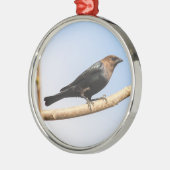 Brown-köpfiger Cowbird Silbernes Ornament (Links)