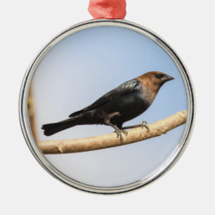 Brown-köpfiger Cowbird Silbernes Ornament