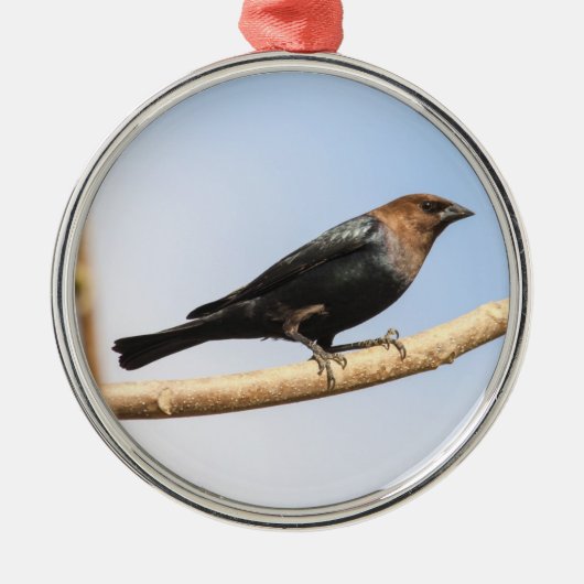 Brown-köpfiger Cowbird Silbernes Ornament (Vorne)