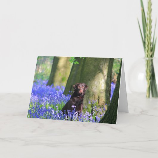 Brown Labrador in den Bluebells Karte (Vorderseite)