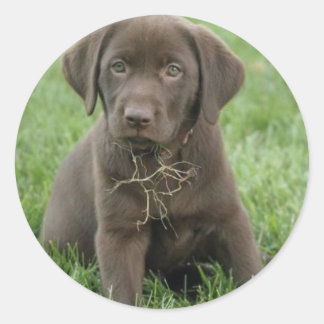 Brown Labrador Puppy Stickers