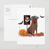 Brown Labrador Retriever Pirate Postkarte (Vorne/Hinten)