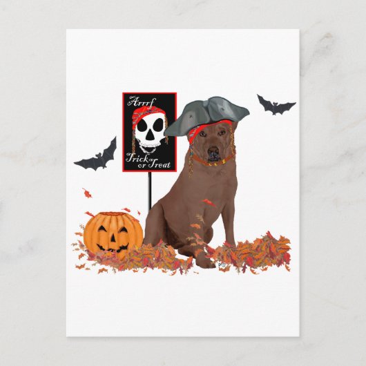 Brown Labrador Retriever Pirate Postkarte (Vorderseite)