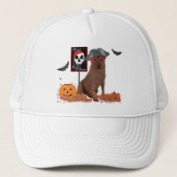 Brown Labrador Retriever Pirate