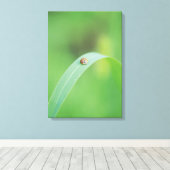 Brown Ladybug Leinwanddruck (Insitu (Holzboden))