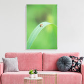 Brown Ladybug Leinwanddruck (Insitu (Wohnzimmer))