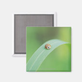 Brown Ladybug Magnet (Vorderseite/Rückseite)