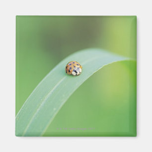 Brown Ladybug Magnet