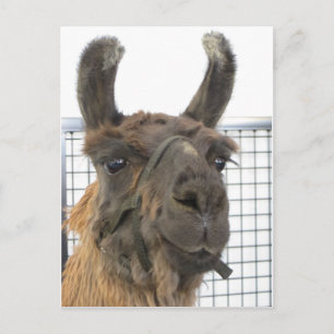 Brown Lama 1 Postkarte