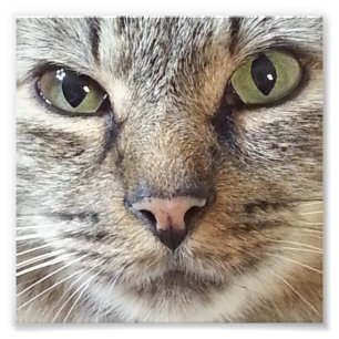 Brown langhaarige Tabby-Katze Fotodruck
