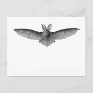Brown & Lesser Long-eared bats Postkarte