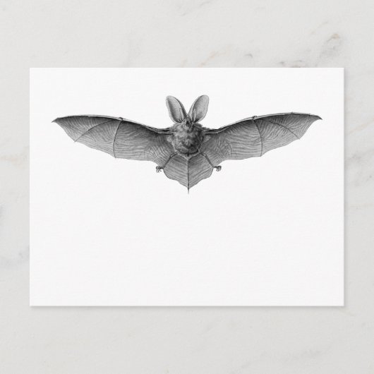 Brown & Lesser Long-eared bats Postkarte (Vorderseite)