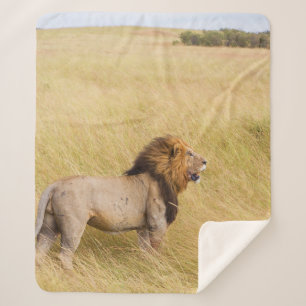 BROWN LION ON ON GRASS FIELD WÄHREND DES TAGES SHERPADECKE