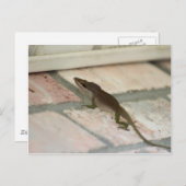 Brown Lizard Postkarte (Vorne/Hinten)