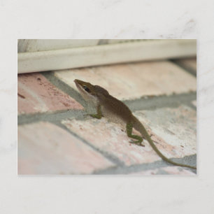 Brown Lizard Postkarte