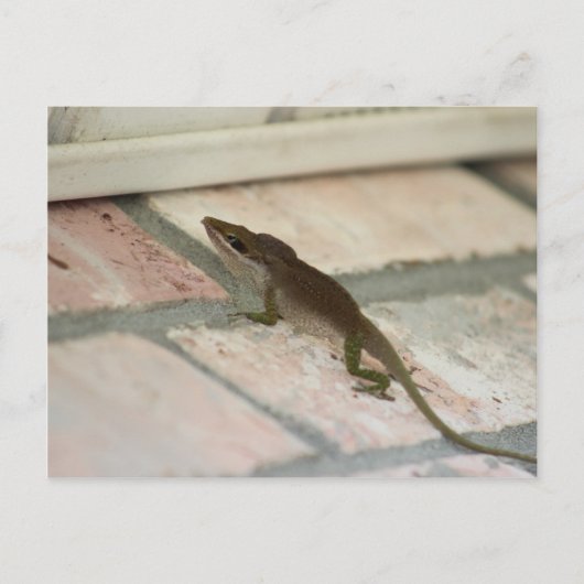 Brown Lizard Postkarte (Vorderseite)