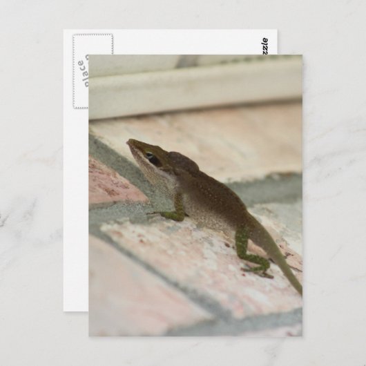 Brown Lizard Postkarte (Vorne/Hinten)