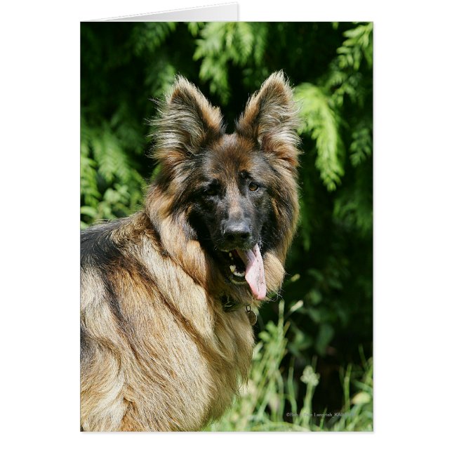 Brown Long Haired German Shepherd 1 (Vorne)