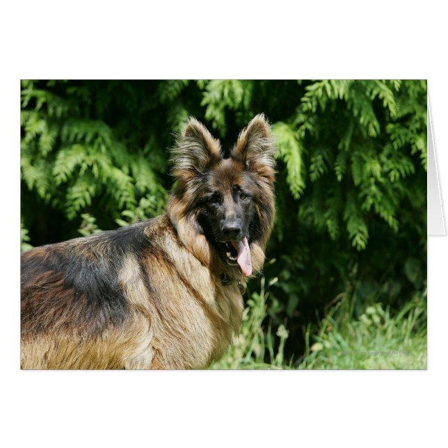 Brown Long Haired German Shepherd 1 (Vorderseite (Horizontal))