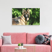 Brown Long Haired German Shepherd 1 Leinwanddruck (Insitu (Wohnzimmer))