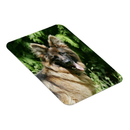 Brown Long Haired German Shepherd 1 Magnet (Rechte Seite)