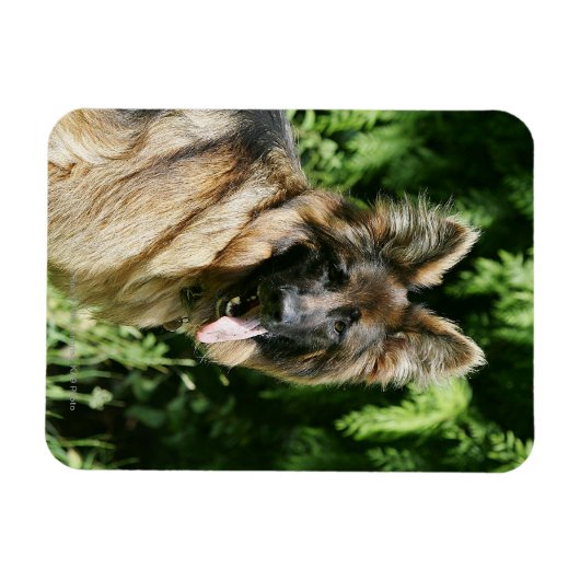Brown Long Haired German Shepherd 1 Magnet (Horizontal)