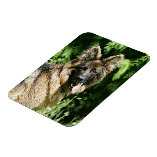 Brown Long Haired German Shepherd 1 Magnet (Linke Seite)