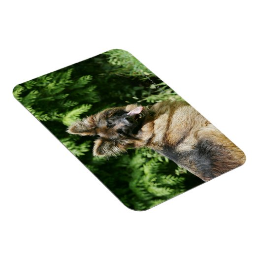 Brown Long Haired German Shepherd 1 Magnet (Rechte Seite)
