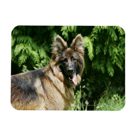 Brown Long Haired German Shepherd 1 Magnet (Horizontal)