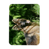 Brown Long Haired German Shepherd 1 Magnet (Vertikal)