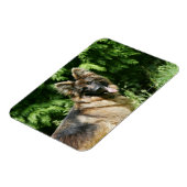 Brown Long Haired German Shepherd 1 Magnet (Linke Seite)