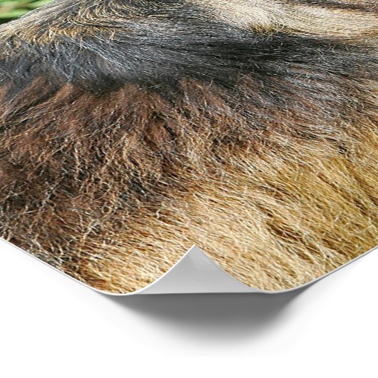 Brown Long Haired German Shepherd 1 Poster (Ecke)