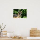 Brown Long Haired German Shepherd 1 Poster (Küche)