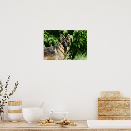 Brown Long Haired German Shepherd 1 Poster (Küche)