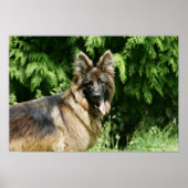 Brown Long Haired German Shepherd 1 Poster (Vorne)