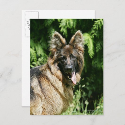 Brown Long Haired German Shepherd 1 Postkarte (Vorne/Hinten)