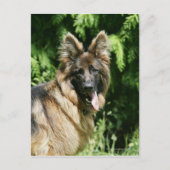 Brown Long Haired German Shepherd 1 Postkarte (Vorderseite)