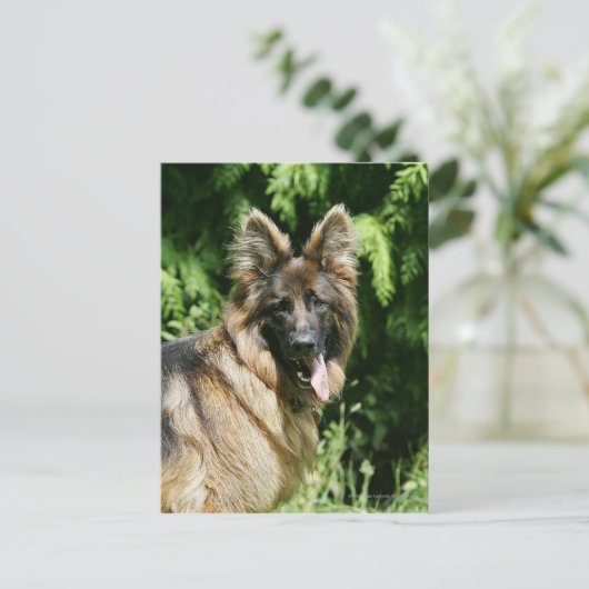 Brown Long Haired German Shepherd 1 Postkarte (Stehend Vorderseite)
