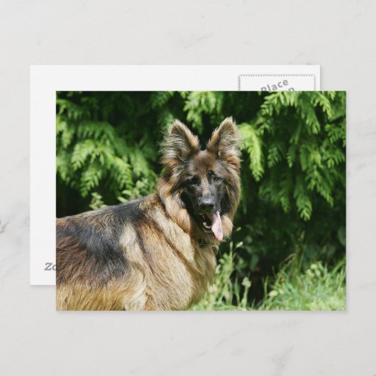 Brown Long Haired German Shepherd 1 Postkarte (Vorne/Hinten)